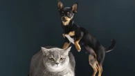 Lei proíbe tatuagens e piercings estéticos em cães e gatos