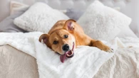 7 cuidados essenciais para quem mora com pets em apartamento