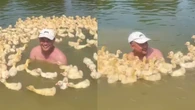Homem encanta a web ao ser "atacado" por bando de patos