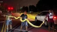 Serpente de quase 4 metros aterroriza cidade e é capturada