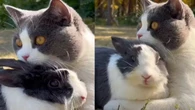 Web se derrete com amizade entre gato e coelho: "Lindeza"