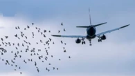 Avião atinge pássaros e volta às pressas para aeroporto nos EUA