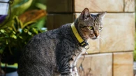 8 formas de os gatos demonstrarem carinho sem miar