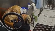 Cachorro ignora show dramático em banho e vídeo viraliza