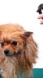Perfume faz mal para cachorro? Saiba a verdade e proteja o seu pet