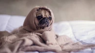 Esfriou? Veja como o frio pode mudar o jeito dos cães