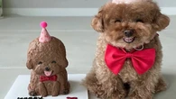 Poodle caramelo viraliza ao ganhar bolo miniatura de si mesmo