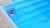 Gato cai na piscina, se assusta e depois descobre que sabe nadar