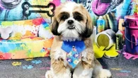Cachorro Shih Tzu é encontrado morto dentro de saco de lixo em SP