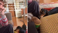 Salsicha acorda tutor às 7h da manhã com brinquedo barulhento