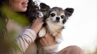 Ciúmes entre pets: como lidar com esse comportamento
