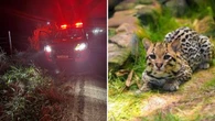 Jaguatirica ferida mobiliza operação às margens de rodovia