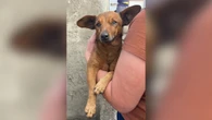 Cachorro caminha 12 km até velório para se despedir do dono