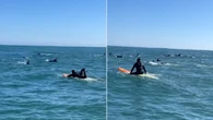 VÍDEO: surfistas registram encontro com golfinhos no Chile