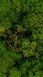 Crise climática amplia efeito do desmatamento sobre as chuvas na Amazônia