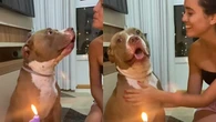 Pitbull "canta" parabéns em festa de aniversário e viraliza