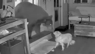 Cachorro idoso enfrenta urso que invadiu casa; assista