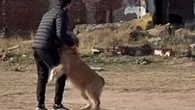 Golden retriever impede tutor de entrar em cidade fantasma