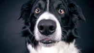 Border Collie: o que explica a inteligência da raça?
