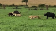 Búfala salva filhote de ataque de leões; assista ao vídeo