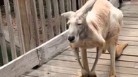 Vídeo de canguru idoso viraliza na web pela falta de vitalidade