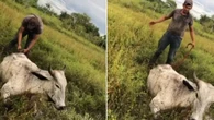 Boi se levanta após dono tentar “farmar aura” ao som de six seven