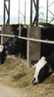 Recertificada como B Corp, Danone Brasil revela avanços acima da meta para redução de metano com programa de agricultura regenerativa