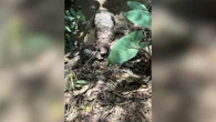 Cadelinha viraliza ao trocar passeio no parque por "spa de lama"