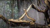 Conheça as cobras mais venenosas do Brasil