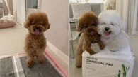 Cachorrinhos fazem caretas e viralizam com fotos cheias de charme