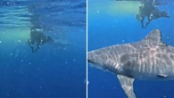 Vaca cai de morro e é devorada por tubarões no oceano; assista