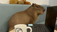 Café em Tóquio permite interação com capivaras