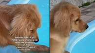 Golden fica indignado após ser impedido de entrar na piscina