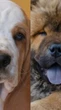 Raças de cachorro que ficam bem sozinhas dentro de casa