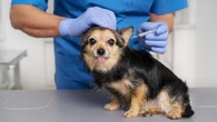 Vacinação gratuita de pets pode se tornar obrigatória no Brasil