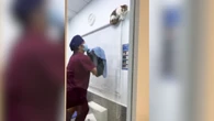 Gato dá olé em veterinários e mostra que é mestre da fuga