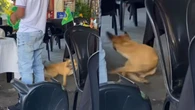 Caramelo comemora gol da virada do Brasil de um jeito diferente
