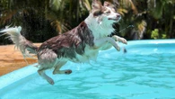 Pet Shop promove campeonato de natação para cães em Santo
André (SP)
