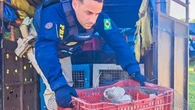 PRF resgata 52 animais em condições de maus-tratos em Mato Grosso