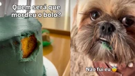 Shih tzu é “desmascarado” após aparecer com a boca suja de bolo