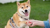 Estudo revela quantas palavras um cachorro entende