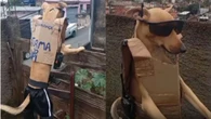 Cachorro leva trabalho de segurança a sério e monitora rua
