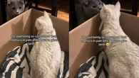 Gato fiel acompanha parto da companheira e emociona