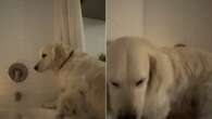 Golden Retriver invade banheira de tutora e diverte web