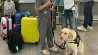 Caso Teddy: cão de apoio à menina autista embarca para Portugal