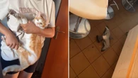 Gato surpreende família ao surgir com pombo vivo como "presente"