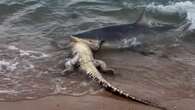 Mulher flagra
tubarão atacando crocodilo em praia na Austrália