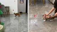 Coleira com brinquedo estimula gatos a se exercitarem e viraliza