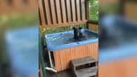 Urso se diverte em banheira de hidromassagem e encanta turistas