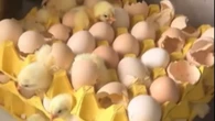 Mulher compra ovos e é surpreendida com pintinhos vivos